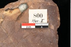 Foto (Detailsansicht) von Quercus palaeoilex Ettingshausen (NHMW-GEO-2024-0188-0800)